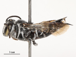  ( - CBG-B00084-C12)  @11 [ ] CreativeCommons - Attribution Share - Alike (2025) CBG Photography Group Centre for Biodiversity Genomics