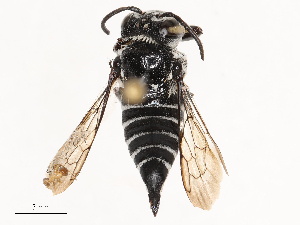  ( - CBG-B00084-D01)  @11 [ ] CreativeCommons - Attribution Share - Alike (2025) CBG Photography Group Centre for Biodiversity Genomics