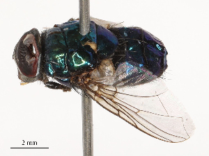  ( - CBG-B00084-E01)  @11 [ ] CreativeCommons - Attribution Share - Alike (2025) CBG Photography Group Centre for Biodiversity Genomics