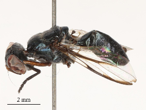  ( - CBG-B00084-H07)  @11 [ ] CreativeCommons - Attribution Share - Alike (2025) CBG Photography Group Centre for Biodiversity Genomics