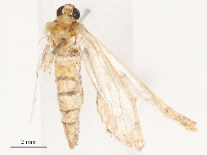  ( - CBG-B00087-C11)  @11 [ ] CreativeCommons - Attribution Share - Alike (2025) CBG Photography Group Centre for Biodiversity Genomics