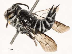  ( - CBG-B00087-E10)  @11 [ ] CreativeCommons - Attribution Share - Alike (2025) CBG Photography Group Centre for Biodiversity Genomics