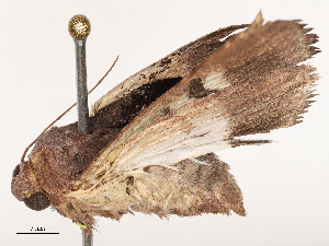  ( - CBG-B00087-F07)  @11 [ ] CreativeCommons - Attribution Share - Alike (2025) CBG Photography Group Centre for Biodiversity Genomics