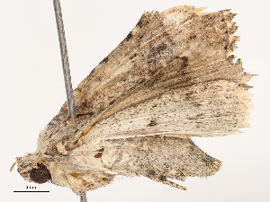  ( - CBG-B00087-F08)  @11 [ ] CreativeCommons - Attribution Share - Alike (2025) CBG Photography Group Centre for Biodiversity Genomics