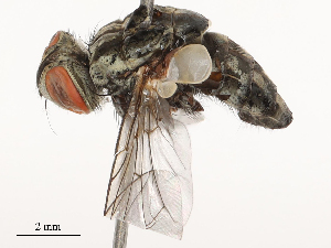  ( - CBG-B00087-G05)  @11 [ ] CreativeCommons - Attribution Share - Alike (2025) CBG Photography Group Centre for Biodiversity Genomics