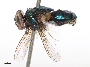  ( - CBG-B00088-B09)  @11 [ ] CreativeCommons - Attribution Share - Alike (2025) CBG Photography Group Centre for Biodiversity Genomics