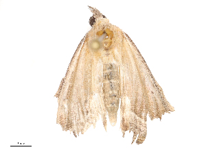  ( - CBG-B00088-G01)  @11 [ ] CreativeCommons - Attribution Share - Alike (2025) CBG Photography Group Centre for Biodiversity Genomics