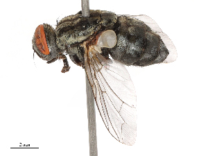  ( - CBG-B00088-H06)  @11 [ ] CreativeCommons - Attribution Share - Alike (2025) CBG Photography Group Centre for Biodiversity Genomics