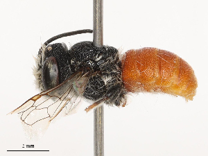  ( - CBG-B00094-D03)  @11 [ ] CreativeCommons - Attribution Share - Alike (2025) CBG Photography Group Centre for Biodiversity Genomics