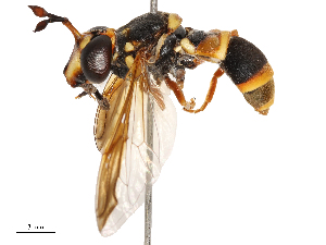  ( - CBG-B00094-E11)  @11 [ ] CreativeCommons - Attribution Share - Alike (2025) CBG Photography Group Centre for Biodiversity Genomics