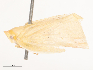  ( - CBG-B00094-F01)  @11 [ ] CreativeCommons - Attribution Share - Alike (2025) CBG Photography Group Centre for Biodiversity Genomics