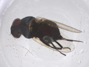  ( - CBG-B00123-D12)  @11 [ ] CreativeCommons - Attribution Share - Alike (2025) Centre for Biodiversity Genomics Centre for Biodiversity Genomics