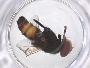  ( - CBG-B00685-H01)  @11 [ ] CreativeCommons - Attribution Share - Alike (2025) Centre for Biodiversity Genomics Centre for Biodiversity Genomics