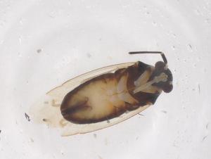  ( - CBG-B00696-C11)  @11 [ ] CreativeCommons - Attribution Share - Alike (2025) Centre for Biodiversity Genomics Centre for Biodiversity Genomics