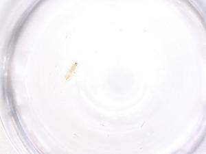  ( - CBG-B00735-E01)  @11 [ ] CreativeCommons - Attribution Share - Alike (2025) Centre for Biodiversity Genomics Centre for Biodiversity Genomics