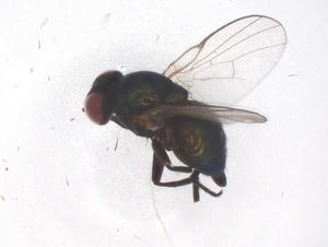  ( - CBG-B00772-E01)  @11 [ ] CreativeCommons - Attribution Share - Alike (2025) Centre for Biodiversity Genomics Centre for Biodiversity Genomics