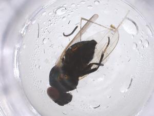  ( - CBG-B00787-G01)  @11 [ ] CreativeCommons - Attribution Share - Alike (2025) Centre for Biodiversity Genomics Centre for Biodiversity Genomics