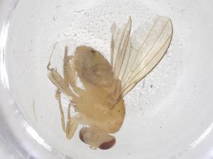  ( - CBG-B00788-G11)  @11 [ ] CreativeCommons - Attribution Share - Alike (2025) Centre for Biodiversity Genomics Centre for Biodiversity Genomics