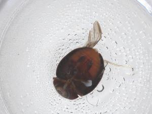  ( - CBG-B00788-H06)  @11 [ ] CreativeCommons - Attribution Share - Alike (2025) Centre for Biodiversity Genomics Centre for Biodiversity Genomics