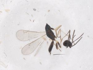  ( - CBG-B00811-F04)  @11 [ ] CreativeCommons - Attribution Share - Alike (2025) Centre for Biodiversity Genomics Centre for Biodiversity Genomics