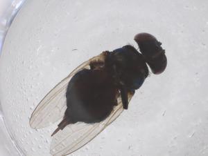  ( - CBG-B00835-B12)  @11 [ ] CreativeCommons - Attribution Share - Alike (2025) Centre for Biodiversity Genomics Centre for Biodiversity Genomics