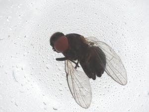  ( - CBG-B00836-E12)  @11 [ ] CreativeCommons - Attribution Share - Alike (2025) Centre for Biodiversity Genomics Centre for Biodiversity Genomics