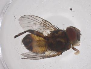  ( - CBG-B00846-C10)  @11 [ ] CreativeCommons - Attribution Share - Alike (2025) Centre for Biodiversity Genomics Centre for Biodiversity Genomics