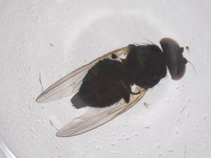  ( - CBG-B00846-F11)  @11 [ ] CreativeCommons - Attribution Share - Alike (2025) Centre for Biodiversity Genomics Centre for Biodiversity Genomics