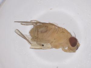  ( - CBG-B00847-D06)  @11 [ ] CreativeCommons - Attribution Share - Alike (2025) Centre for Biodiversity Genomics Centre for Biodiversity Genomics