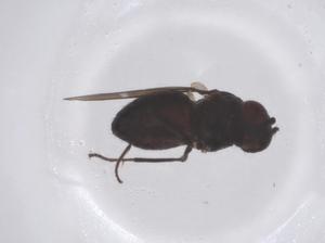  ( - CBG-B00847-D08)  @11 [ ] CreativeCommons - Attribution Share - Alike (2025) Centre for Biodiversity Genomics Centre for Biodiversity Genomics