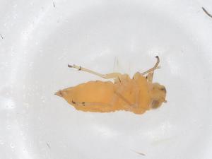  ( - CBG-B00848-D08)  @11 [ ] CreativeCommons - Attribution Share - Alike (2025) Centre for Biodiversity Genomics Centre for Biodiversity Genomics