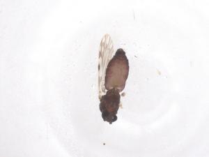  ( - CBG-B00849-C01)  @11 [ ] CreativeCommons - Attribution Share - Alike (2025) Centre for Biodiversity Genomics Centre for Biodiversity Genomics