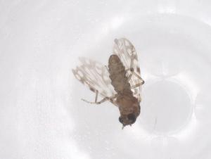  ( - CBG-B00849-G09)  @11 [ ] CreativeCommons - Attribution Share - Alike (2025) Centre for Biodiversity Genomics Centre for Biodiversity Genomics