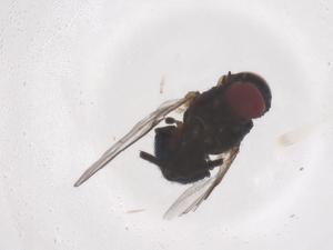  ( - CBG-B01327-G04)  @11 [ ] CreativeCommons - Attribution Share - Alike (2025) Centre for Biodiversity Genomics Centre for Biodiversity Genomics