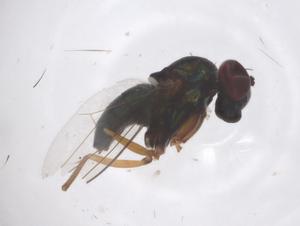  ( - CBG-B01328-H07)  @11 [ ] CreativeCommons - Attribution Share - Alike (2025) Centre for Biodiversity Genomics Centre for Biodiversity Genomics