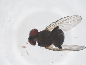  ( - CBG-B01329-D03)  @11 [ ] CreativeCommons - Attribution Share - Alike (2025) Centre for Biodiversity Genomics Centre for Biodiversity Genomics