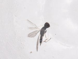  ( - CBG-B01330-E09)  @11 [ ] CreativeCommons - Attribution Share - Alike (2025) Centre for Biodiversity Genomics Centre for Biodiversity Genomics