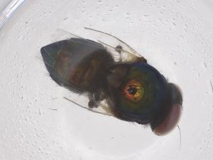  ( - CBG-B01330-F04)  @11 [ ] CreativeCommons - Attribution Share - Alike (2025) Centre for Biodiversity Genomics Centre for Biodiversity Genomics