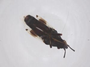  ( - CBG-B01501-A05)  @11 [ ] CreativeCommons - Attribution Share - Alike (2025) Centre for Biodiversity Genomics Centre for Biodiversity Genomics