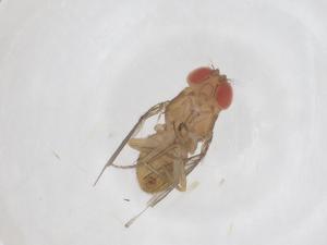  ( - CBG-B01506-B09)  @11 [ ] CreativeCommons - Attribution Share - Alike (2025) Centre for Biodiversity Genomics Centre for Biodiversity Genomics