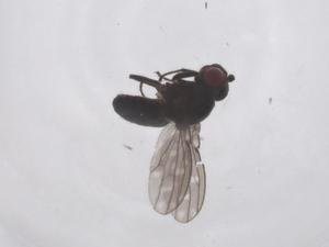  ( - CBG-B01508-A03)  @11 [ ] CreativeCommons - Attribution Share - Alike (2025) Centre for Biodiversity Genomics Centre for Biodiversity Genomics