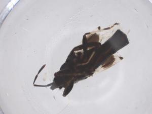  ( - CBG-B01508-G04)  @11 [ ] CreativeCommons - Attribution Share - Alike (2025) Centre for Biodiversity Genomics Centre for Biodiversity Genomics