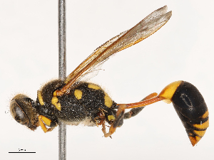  ( - CBG-B01513-D07)  @11 [ ] CreativeCommons - Attribution Share - Alike (2025) CBG Photography Group Centre for Biodiversity Genomics