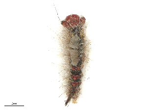  ( - CBG-B01513-H11)  @11 [ ] CreativeCommons - Attribution Share - Alike (2025) CBG Photography Group Centre for Biodiversity Genomics