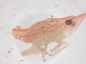  ( - CBG-B01523-E08)  @11 [ ] CreativeCommons - Attribution Share - Alike (2025) Centre for Biodiversity Genomics Centre for Biodiversity Genomics