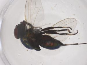  ( - CBG-B01524-A09)  @11 [ ] CreativeCommons - Attribution Share - Alike (2025) Centre for Biodiversity Genomics Centre for Biodiversity Genomics