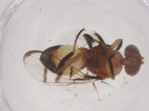  ( - CBG-B01524-B11)  @11 [ ] CreativeCommons - Attribution Share - Alike (2025) Centre for Biodiversity Genomics Centre for Biodiversity Genomics