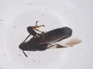  ( - CBG-B01525-D08)  @11 [ ] CreativeCommons - Attribution Share - Alike (2025) Centre for Biodiversity Genomics Centre for Biodiversity Genomics