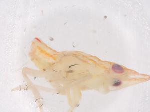  ( - CBG-B01525-G08)  @11 [ ] CreativeCommons - Attribution Share - Alike (2025) Centre for Biodiversity Genomics Centre for Biodiversity Genomics