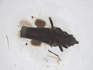  ( - CBG-B01526-C11)  @11 [ ] CreativeCommons - Attribution Share - Alike (2025) Centre for Biodiversity Genomics Centre for Biodiversity Genomics